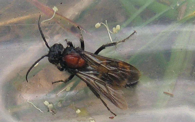 da determinare..... maschio di Mutilla europaea